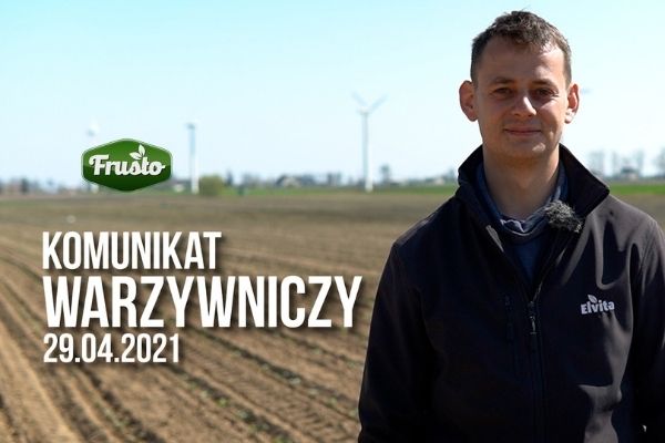 Komunikat warzywniczy 29.04.2021 / nawożenie i ochrona uprawy brokuła
